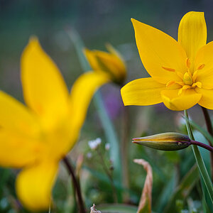 Wilde Tulpen-6611.jpg
