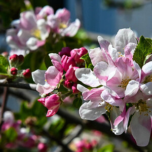 Apfelblüte 588.jpg