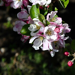 Apfelblüte 593.jpg