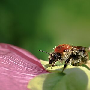 Hummel auf Stockrose II.jpg