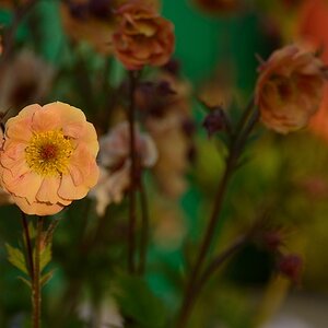 DSC_0938a.jpg