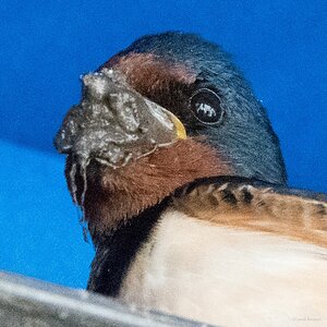 ISO25600-nef-2.jpg