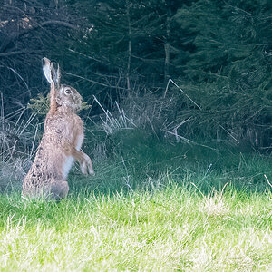 210423-Oberneukirchen, Hase.jpg