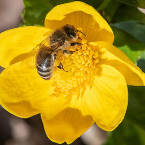 210424-Oberneukirchen, Biene, Sumpfdotterblume.jpg