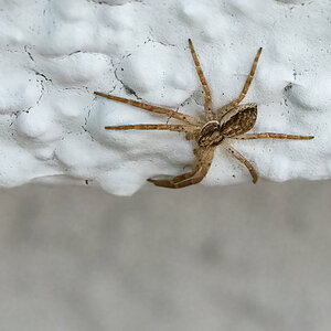 210424-Oberneukirchen, Spinne.jpg