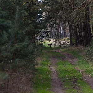 Waldweg (1 von 1).JPG