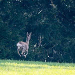 210425-Oberneukirchen, Reh in Flucht.jpg