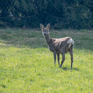 210425-Oberneukirchen, Reh.jpg