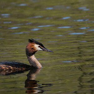 Haubentaucher am Beversee