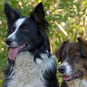 Paddy - links - mit seinem Freund Tino - rechts