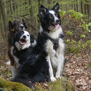 3 Freunde