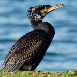 Kormoran