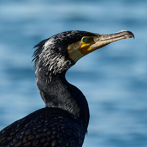 Kormoran