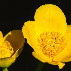 210430-Oberneukirchen, Sumpfdotterblume am Teich.jpg