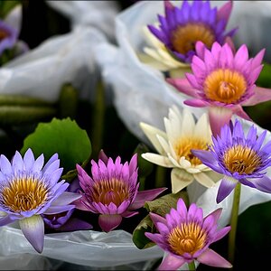 comp_Flower8.jpg