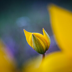 Wilde Tulpen-6614.jpg