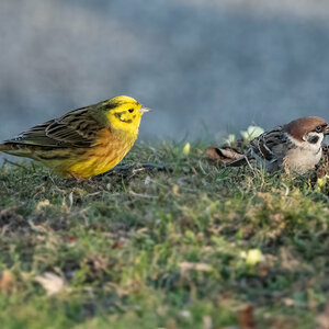 210328-Oberneukirchen, Goldammer, Spatz.jpg