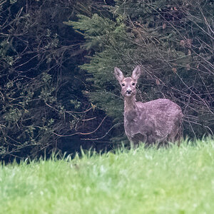 210502-Oberneukirchen, Doe, Portrait.jpg