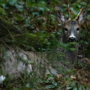 210502-Oberneukirchen, Rehbock, Portrait.jpg