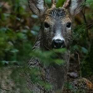 210502-Oberneukirchen, Buck, Portrait.jpg
