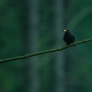 210502-Oberneukirchen, Amsel im Wald.jpg