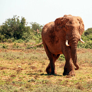 Elefant Afrika.jpg
