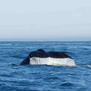 0620 Kanada 2006 Walfluke2