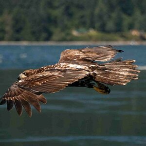 0790 Kanada 2006 Jungseeadler im Flug3