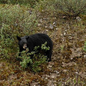 1580 Kanada 2006 Schwarzbär 4
