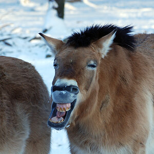 Przewalski 04