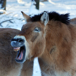 Przewalski 03