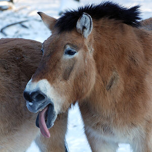 Przewalski 02