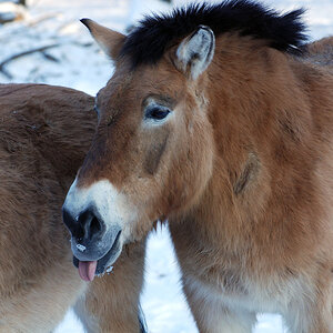 Przewalski 01