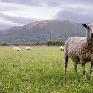 Porlock (Somerset)