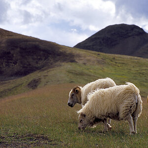 sheep 01