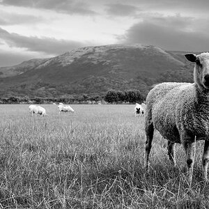 Porlock (Somerset)