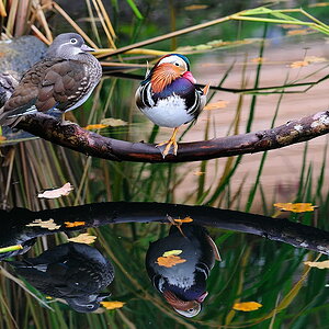 ENTEN01