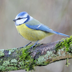 Blaumeise004