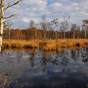 Henstedter Moor 4