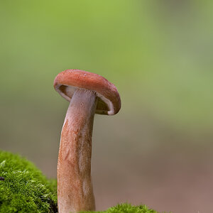 3. 1pilz