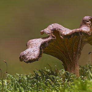 pilz stack
