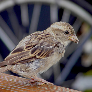 spatz