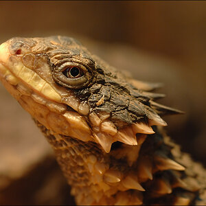Terrazoo Rheinberg D2X 10002 1
· http://www.nikon-fotografie.de/vbulletin/showpost.php?p=1069739&postcount=5