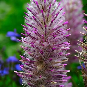 Bluehendes Gras, ein Exote aus dem Baumarkt im Garten.