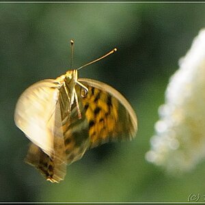 Image00006
