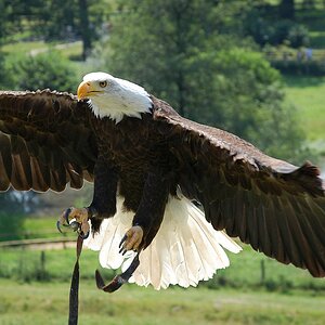 Adler im Landeanflug