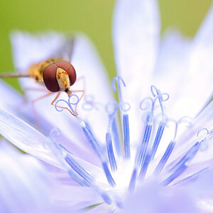 Episyrphus Balteatus Männlich