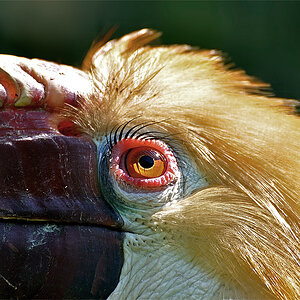 Papua Hornvogel