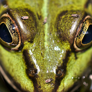 Augen Frosch 02