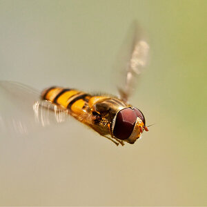 Episyrphus Balteatus Männlich